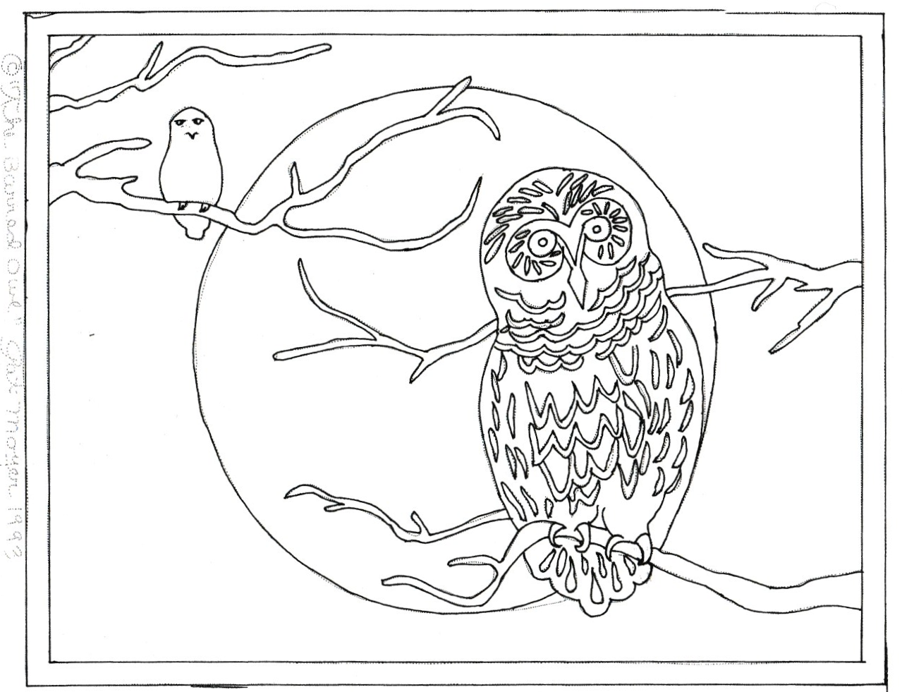 Barred Owl