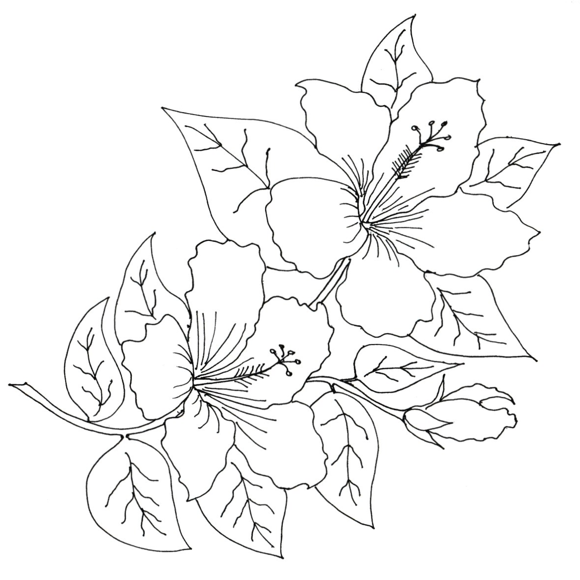 Hibiscus